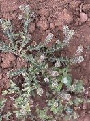 Field peppperweed_Lepedium campestre