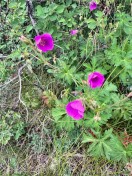 Oregon geranium_Geranium oreganum