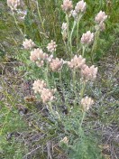Rosy pussytoes_Antennaria rosea