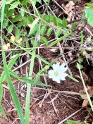Sticky sandwort_ Pseudostellaria jamesiana