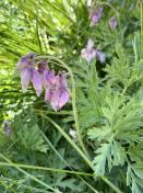 Bleeding heart_Dicentra formosa