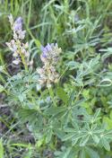 Broadleaf lupine_Lupinus latifolius
