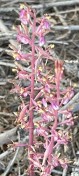 10. Pacific coralroot_Corallorhiza mertensiana