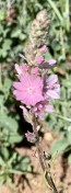 15.. Oregon checkermallow_Sidalcea oregono