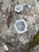 14, Speckled shield lichen