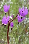 15. Shooting star_Dodecatheon hedersonii