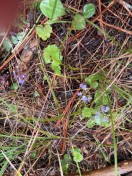 image005
