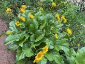 image010