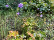 image012