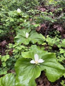 trilliums