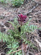 warrior with caterpillars 