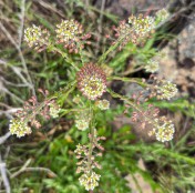 IMG_20260420_200742 (16)-1