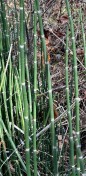 IMG_9452 Horsetail