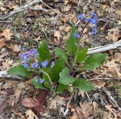 image009
