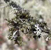 Lichens