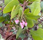 Manzanita
