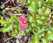Oregon grape