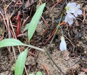 7.Slender toothwort